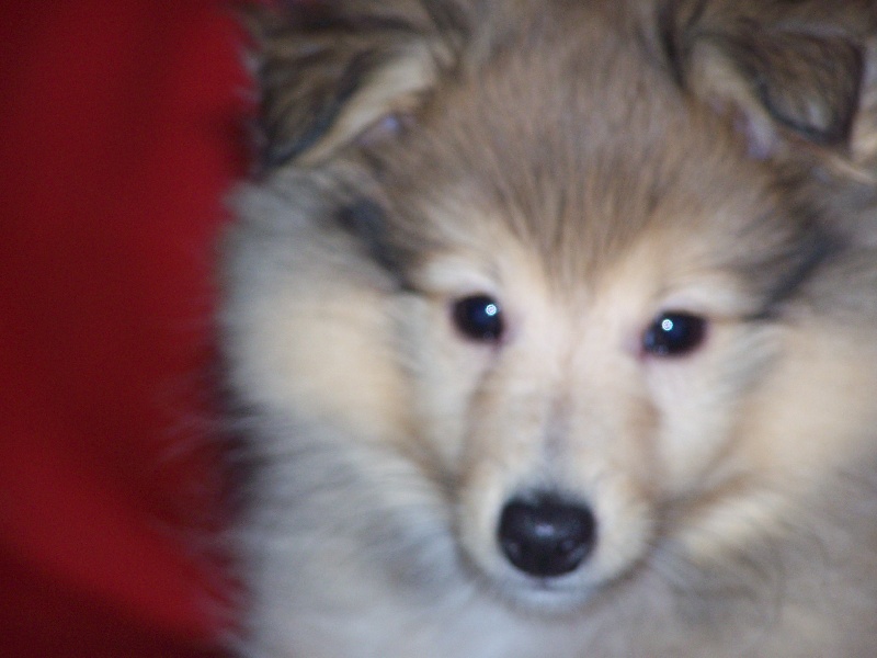 Publication : du prince des marais Auteur : Danielle BEAUCOURT