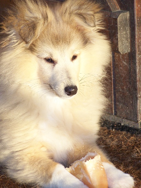 Publication : du prince des marais Auteur : Danielle BEAUCOURT