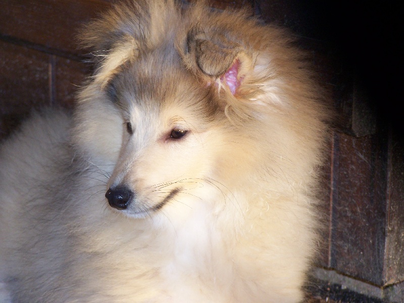 Publication : du prince des marais Auteur : Danielle BEAUCOURT