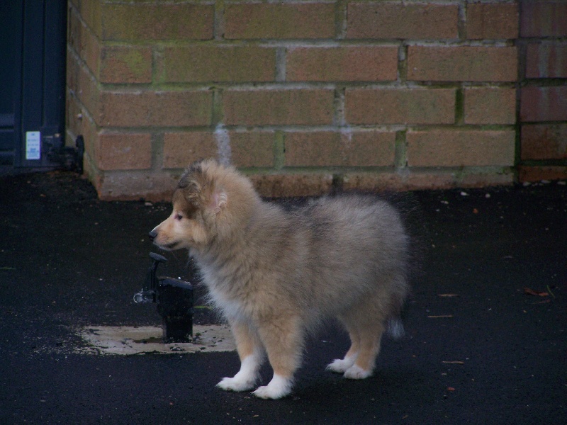 Publication : du prince des marais Auteur : Danielle BEAUCOURT