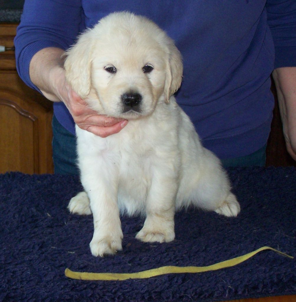 Chiot Golden Retriever, femelle disponible en HautsdeFrance, 59 Nord. Toutes les portees Chiot Golden Retriever, femelle disponible en HautsdeFrance, 59 Nord. Toutes les portees