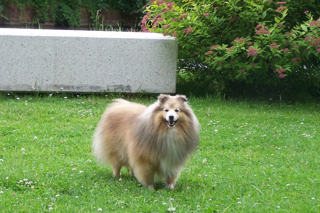 I'jerry gold De la maison des carmes - 1er Excellent, CACS, meilleur sexe opposé