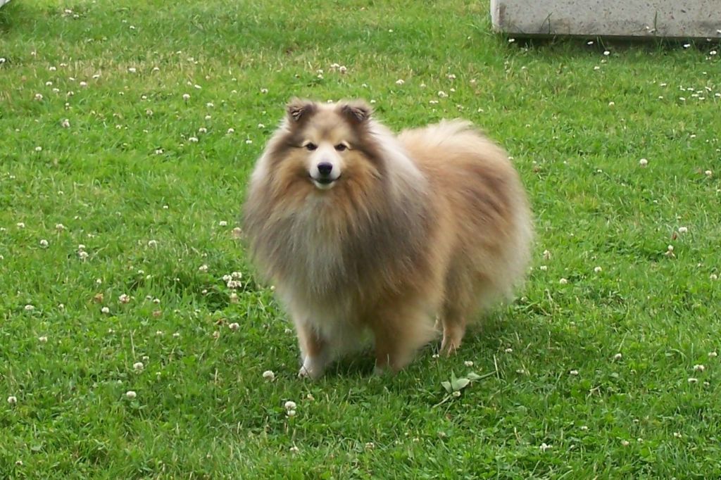 I'jerry gold De la maison des carmes - 1er Excellent, CACS, meilleur sexe opposé