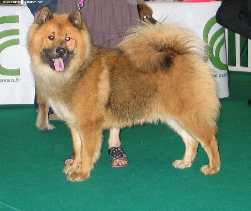 CH. Ayla suntaz des Legendes de Retz - meilleur jeune