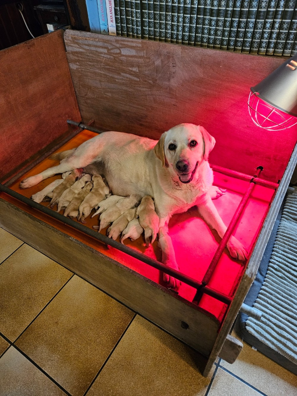 Chiot N°1 - Labrador Retriever