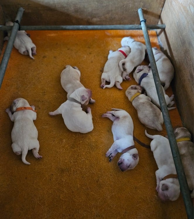 Chiot N°4 - Labrador Retriever