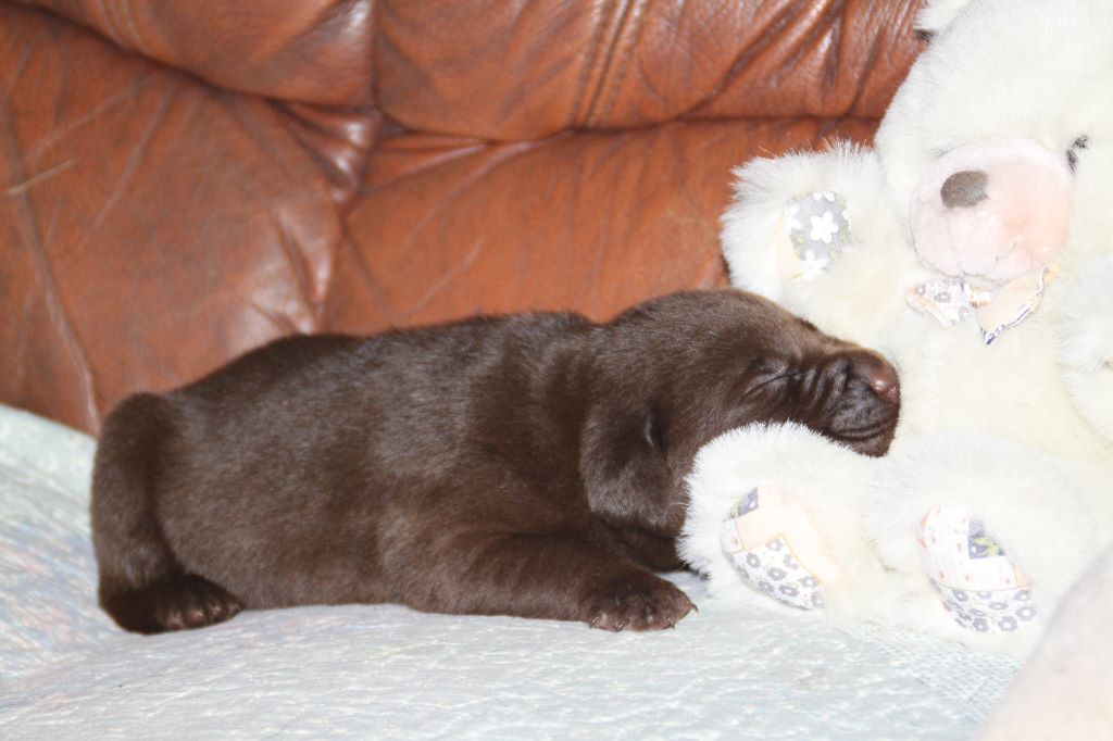CHIOT - Labrador Retriever