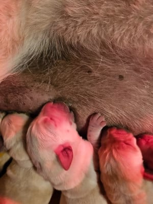 Les chiots de Labrador Retriever