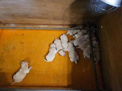 Les chiots de Labrador Retriever