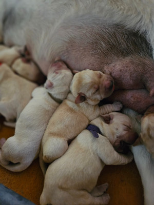Les chiots de Labrador Retriever
