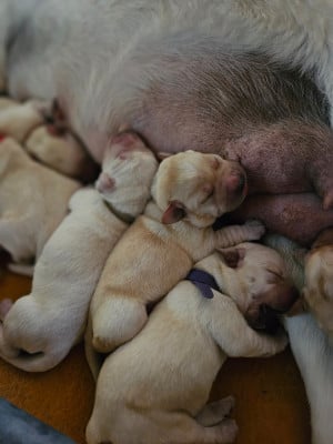 Les chiots de Labrador Retriever