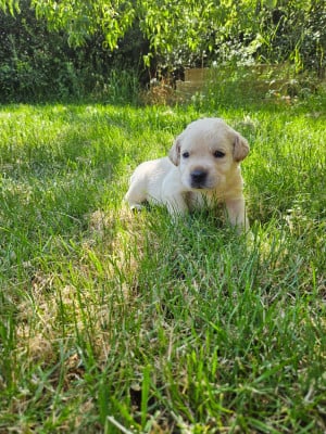 Les chiots de Labrador Retriever