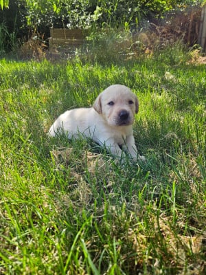 Les chiots de Labrador Retriever