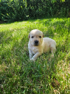 Les chiots de Labrador Retriever