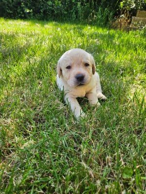 Les chiots de Labrador Retriever
