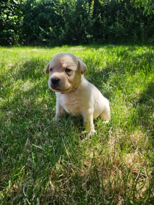 Les chiots de Labrador Retriever