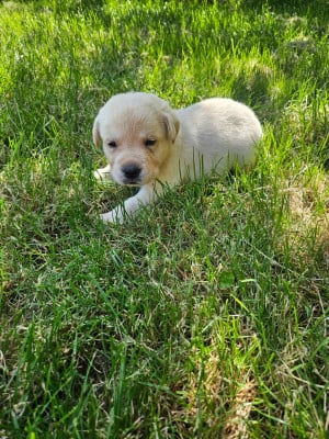 Les chiots de Labrador Retriever
