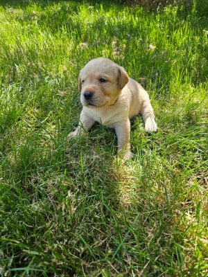 Les chiots de Labrador Retriever