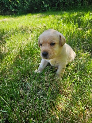 Les chiots de Labrador Retriever