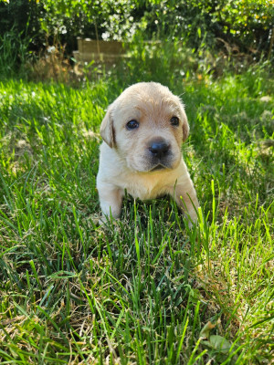Les chiots de Labrador Retriever