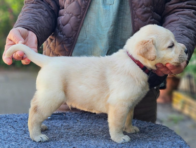 Les chiots de Labrador Retriever