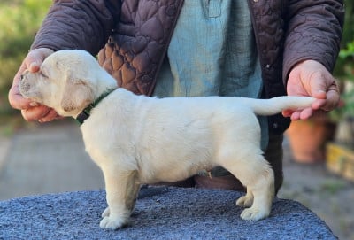 Les chiots de Labrador Retriever