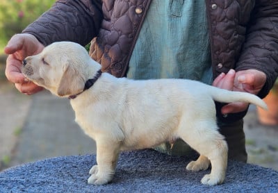 Les chiots de Labrador Retriever