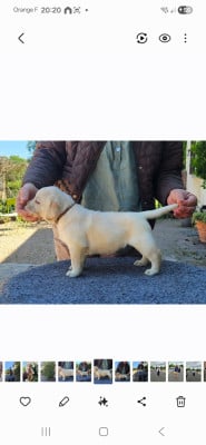 Les chiots de Labrador Retriever