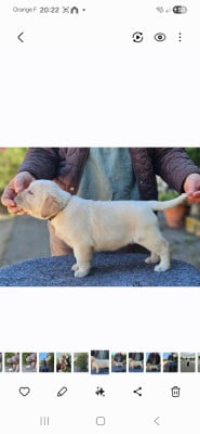 Les chiots de Labrador Retriever