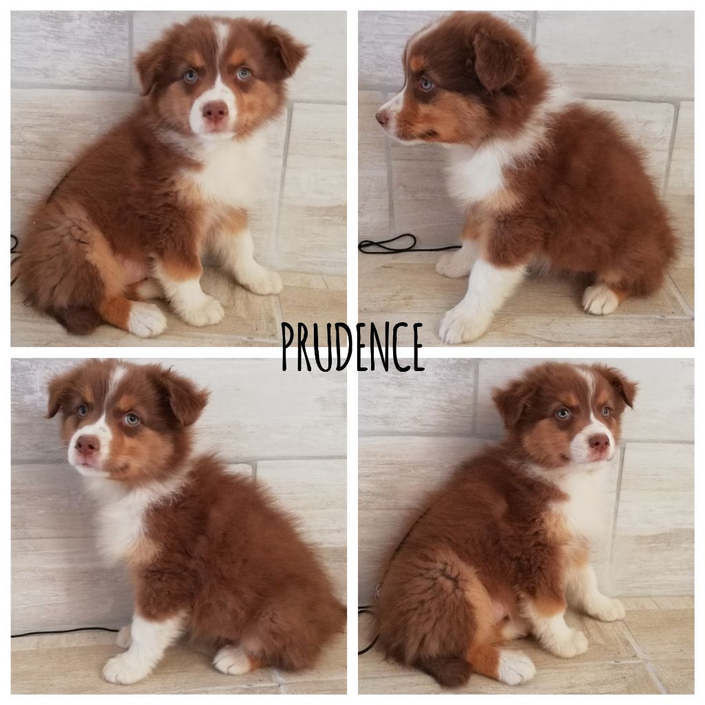 PRUDENCE - Berger Australien