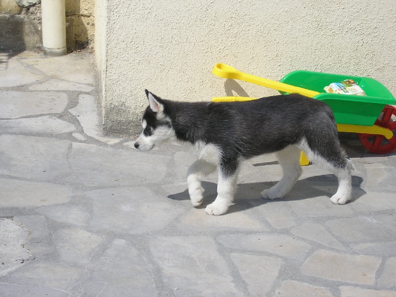 Chanel Of cool water