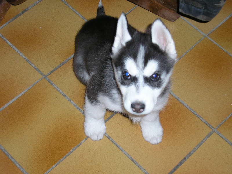 Chanel Of cool water