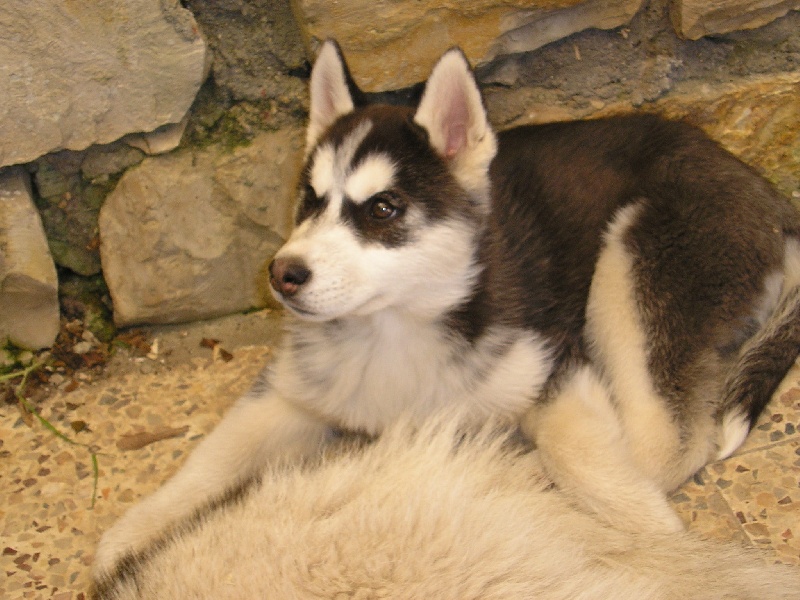 Chanel Of cool water