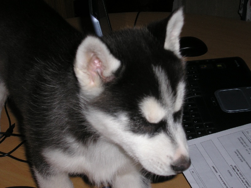 Chanel Of cool water