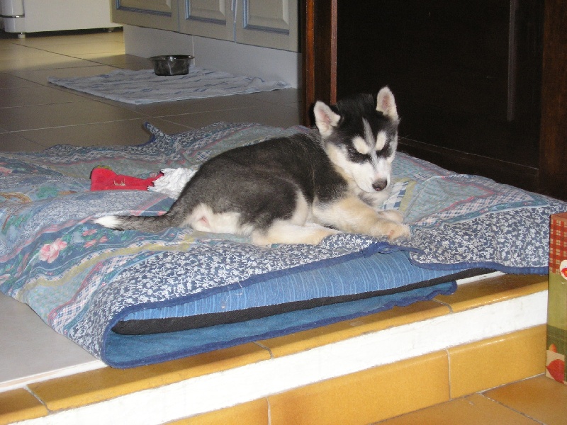 Chanel Of cool water