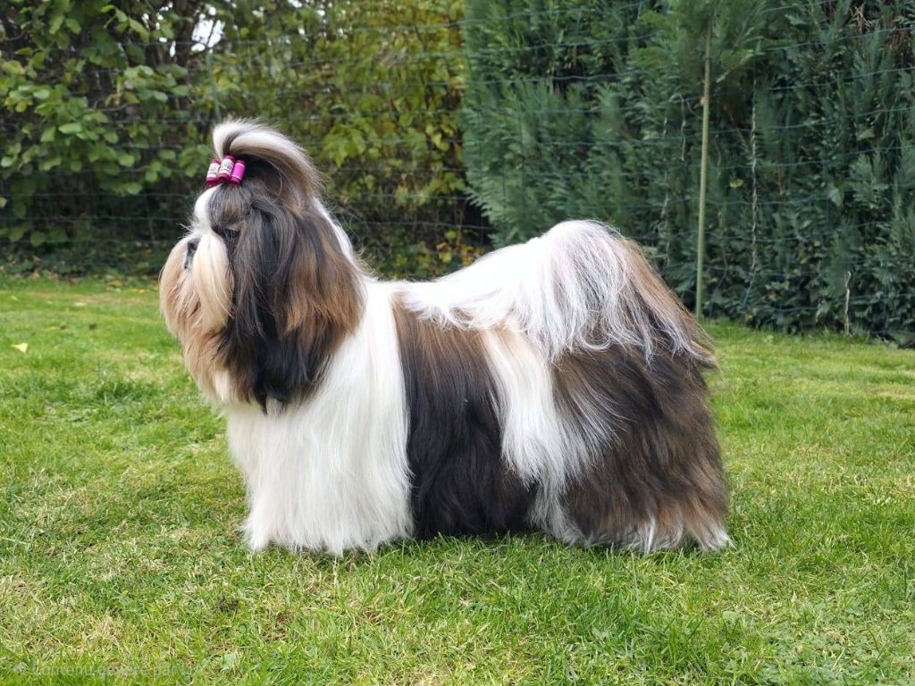 Lyns-Avenly Xanadu sweet love