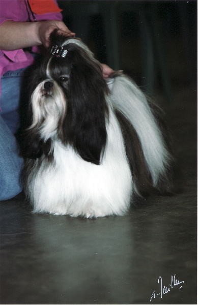 CH. Flashback de la sagesse d'Orient - 2e excellent - rés. CAC