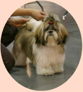 Lyns-Avenly Helora lee - 1er très prometteur