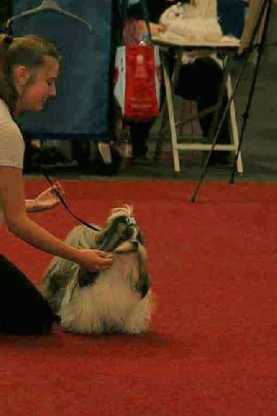 CH. shen de lux Foxtrot - 1er excellent - CAC Junior