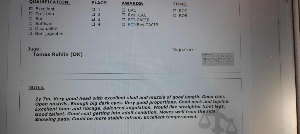 CH. harpwoods What a jewel for lyns-avenly - 3e excellent en classe champion