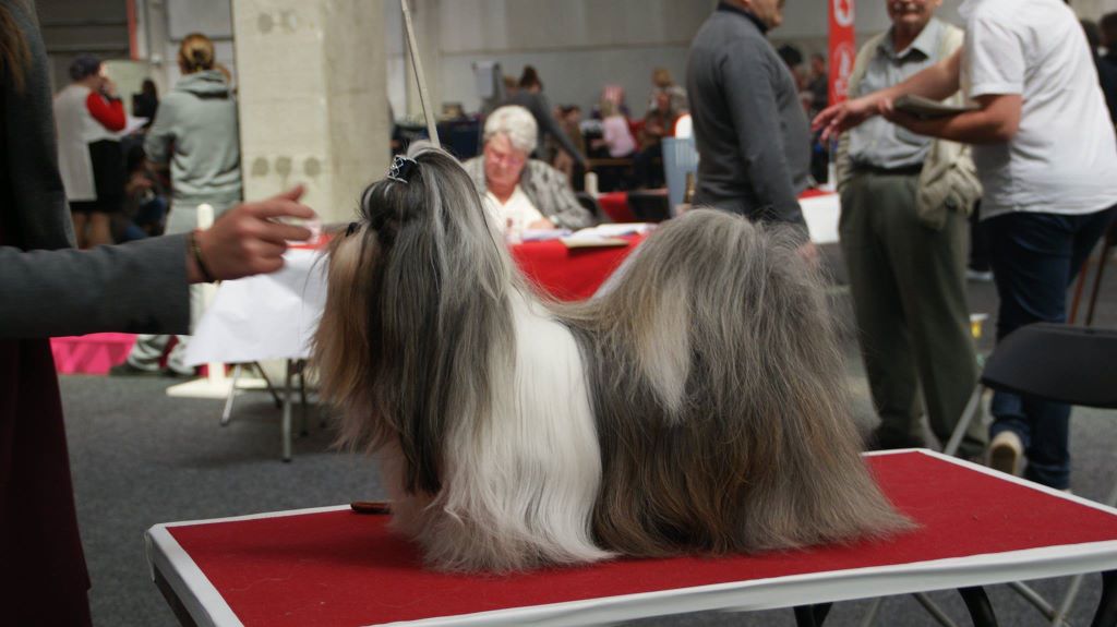 CH. shen de lux Foxtrot - 1er excellent - RCAC/RCACIB