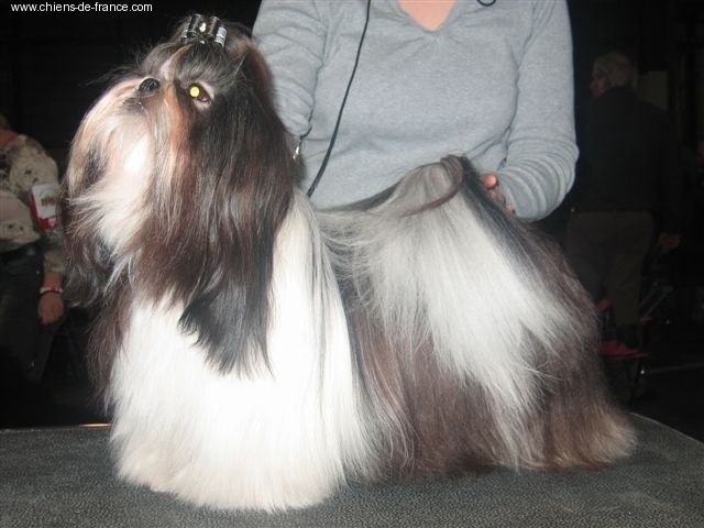 CH. Flashback de la sagesse d'Orient - 3e excellent (classe intermédiaire)