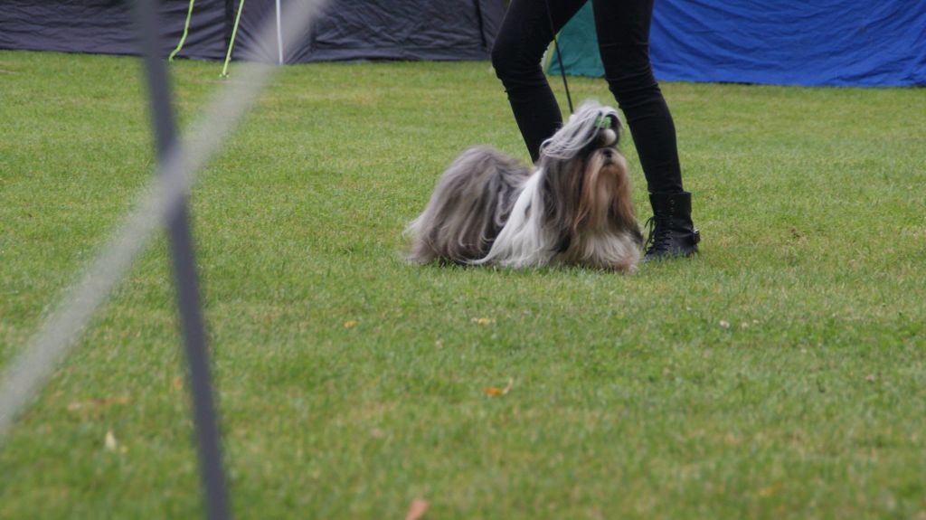 CH. shen de lux Foxtrot - 2e excellent, RCAC/RVDH-cac