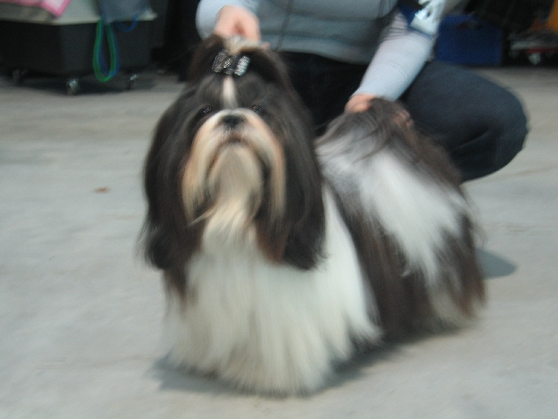 CH. Flashback de la sagesse d'Orient - Rés CAC-CACIB -rés VDH-ch