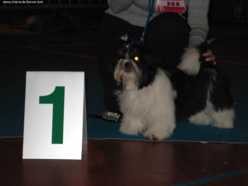 CH. Flashback de la sagesse d'Orient - 1er très prometteur - Meilleur bébé