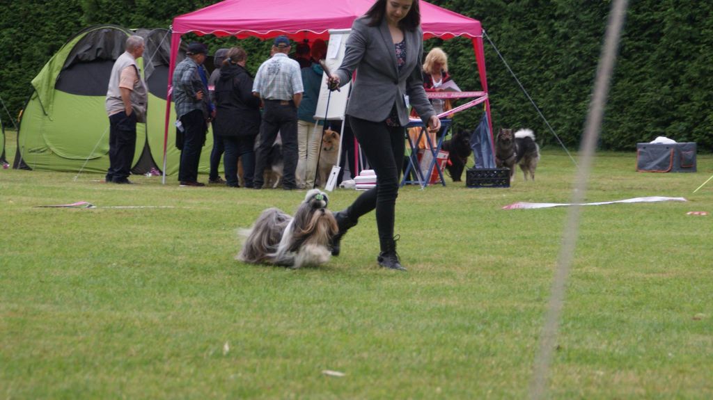 CH. shen de lux Foxtrot - 1er excellent, CAC/ VDH Cac