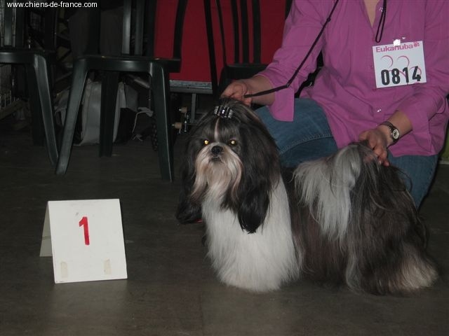 CH. Flashback de la sagesse d'Orient - 1er excellent - CAC - BOB