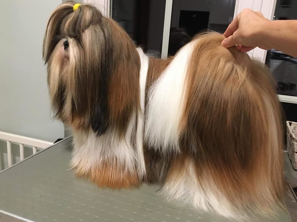 gerainca Edition de luxe - 1er excellent RCAC-RCACIB (valable)