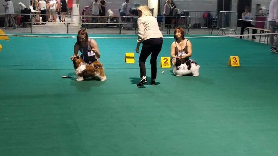 Lyns-Avenly Sweet about me - 1er très prometteur