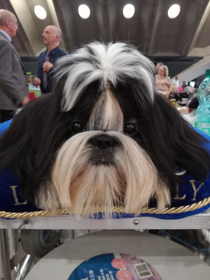 Lyns-Avenly Sweet about me - 1er très prometteur